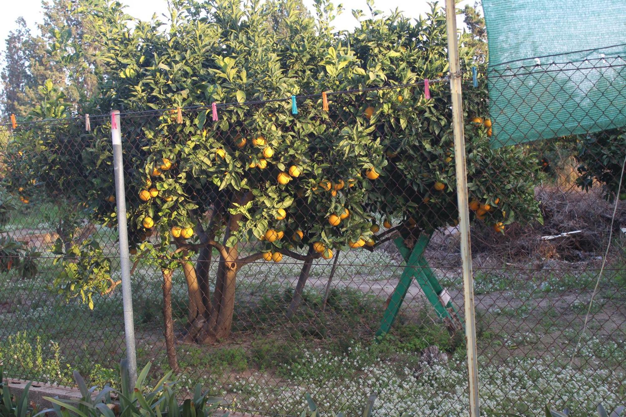 Casa Celidonia , Plage De אוליבה מראה חיצוני תמונה